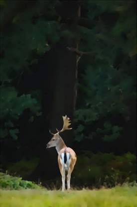 Deer with the Forest