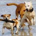 Dogs Playing At The Beach