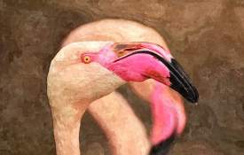 Closeup Flamingo Head