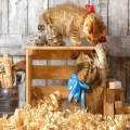 Kitties Playing Among Wood Shavings