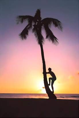 Palm Tree Climber