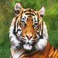 Portrait Of A Bengal Tiger