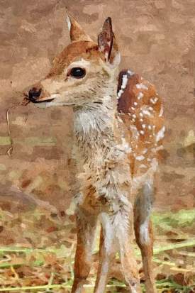Small Brown Fawn