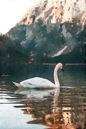 White Swan in the Lake