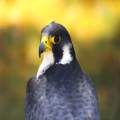Closeup Falcon 