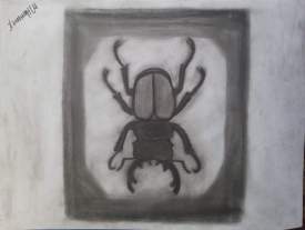 Beetle