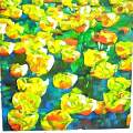 field of tulips