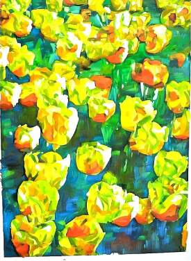 field of tulips