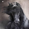 Stallion 