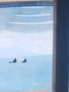 Crows in Pool bathing 
