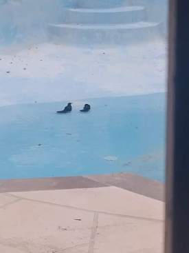 Crows in Pool 