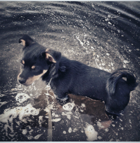 Water log dog 