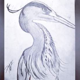 Great Blue Heron