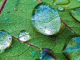 raindrop on a leaf