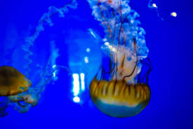 jellyfish