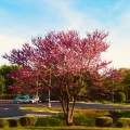 Pink tree