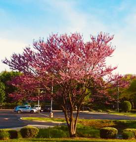 Pink tree