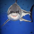 Great white shark