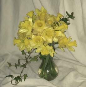 Daffodils and Ivy