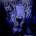 Blue Leopard edited