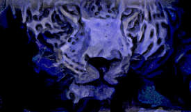 Blue Leopard edited