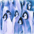 The blue penguins