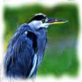 The Blue Heron