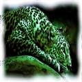 The green leopard