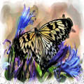 Butterfly Flowers