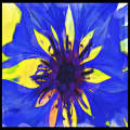 The blue flower