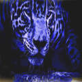 Blue leopard