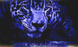 Blue leopard