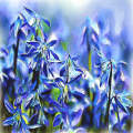 Blue Flowers in a Bunch
