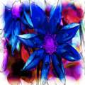 The blue flower