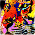 The Tiger edited