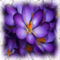 Purple flowers