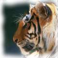 Gazing tiger