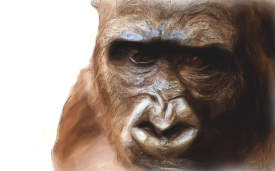 Gorilla