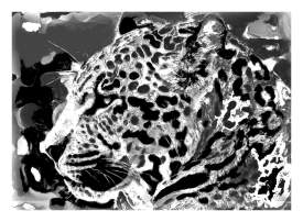 Jaguar B+W