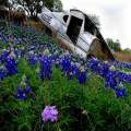 Bluebonnet Death From Above
