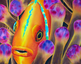 Paradise Clownfish