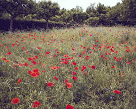 Red Poppy field