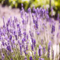 The joy of Lavender