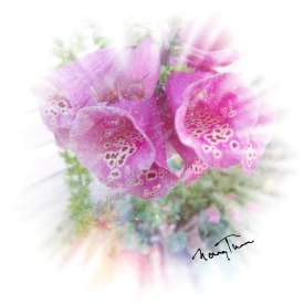 Foxglove Beauty