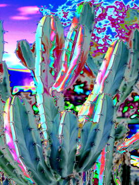 Blue Flame Cactus