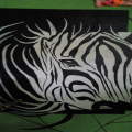 Zebra bicolor