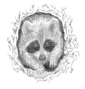 Raccoon in Tree Nest