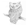 Screech Owl