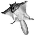 Flying Squirrel