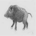 Wild Boar